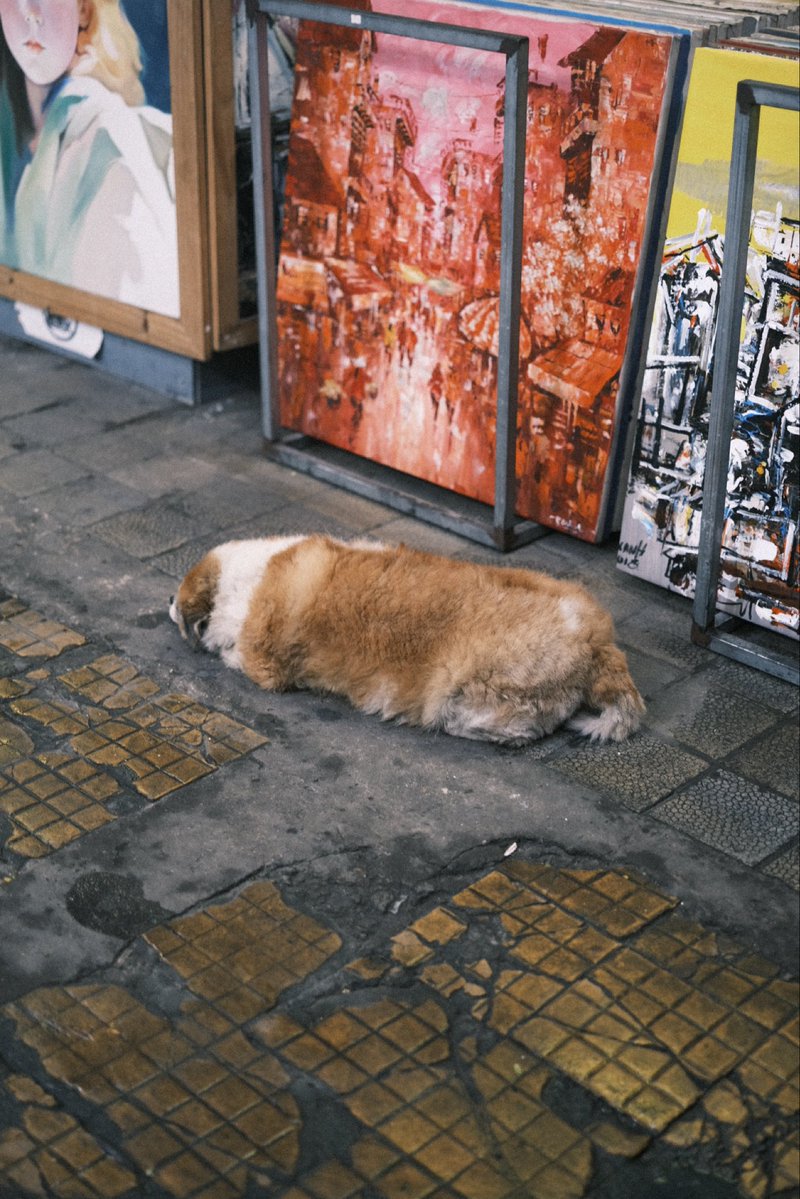 ホーチミンで出会った最高の犬です