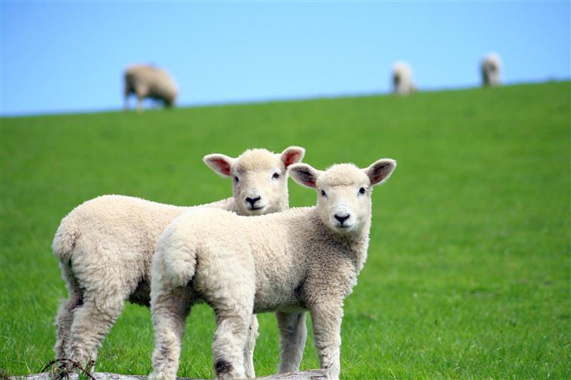 UKAgriTech's tweet image. Stay up to date with what we&apos;re up to by signing up to our monthly newsletter!

👉Subscribe here: ow.ly/m3yW50WUtlG

#agritech #agribusiness #controlledenvironments #roboticsandautomation #advancedsensors #AIanddatasystems #engineeringbiology