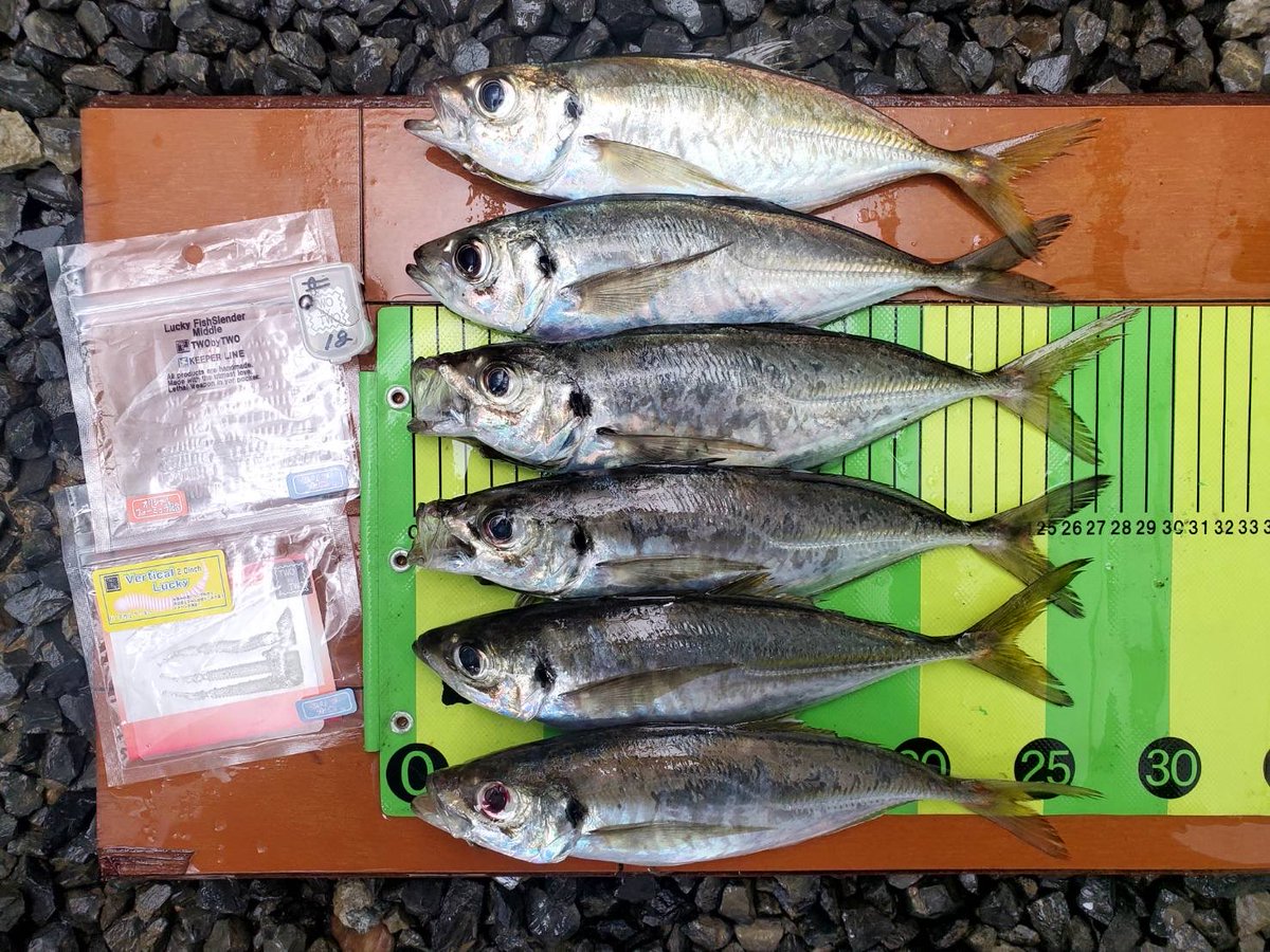 twobytwo_sp's tweet image. 谷口プロからの釣果報告

小アジばかりで渋い状況の中、
パターンを見つけた谷口プロが
見事に良型アジを連発！
使用ルアーは
キーパーライン✖️TWObyTWO
コラボ（共同販売）ワームシリーズの
ラッキーフィッシュスレンダーミドル
バーチカルラッキーシリーズ
での釣果です。
コラボワームは近日発売‼️