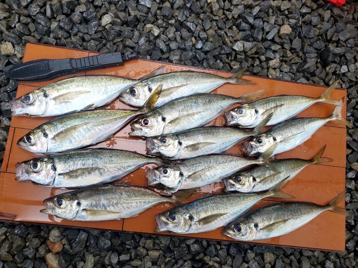 twobytwo_sp's tweet image. 谷口プロからの釣果報告

小アジばかりで渋い状況の中、
パターンを見つけた谷口プロが
見事に良型アジを連発！
使用ルアーは
キーパーライン✖️TWObyTWO
コラボ（共同販売）ワームシリーズの
ラッキーフィッシュスレンダーミドル
バーチカルラッキーシリーズ
での釣果です。
コラボワームは近日発売‼️