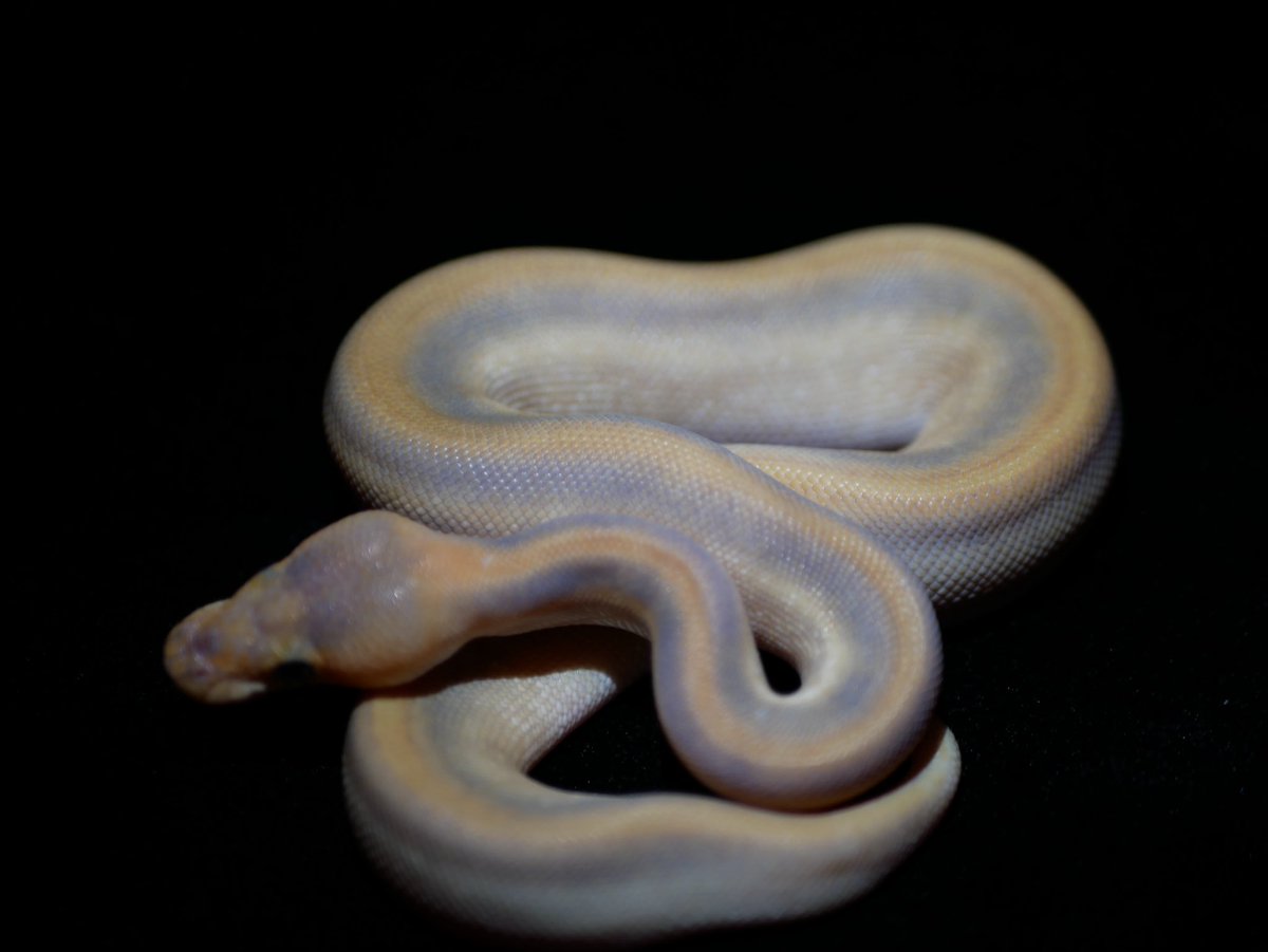 ball_het_python's tweet image. ・Pinstripe champagne ghost

@MMSnakeCOIL