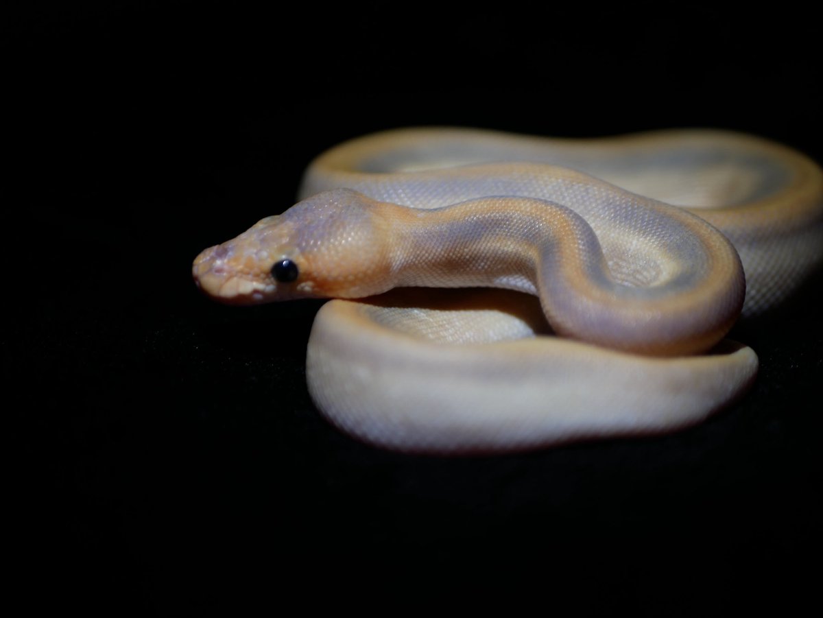 ball_het_python's tweet image. ・Pinstripe champagne ghost

@MMSnakeCOIL