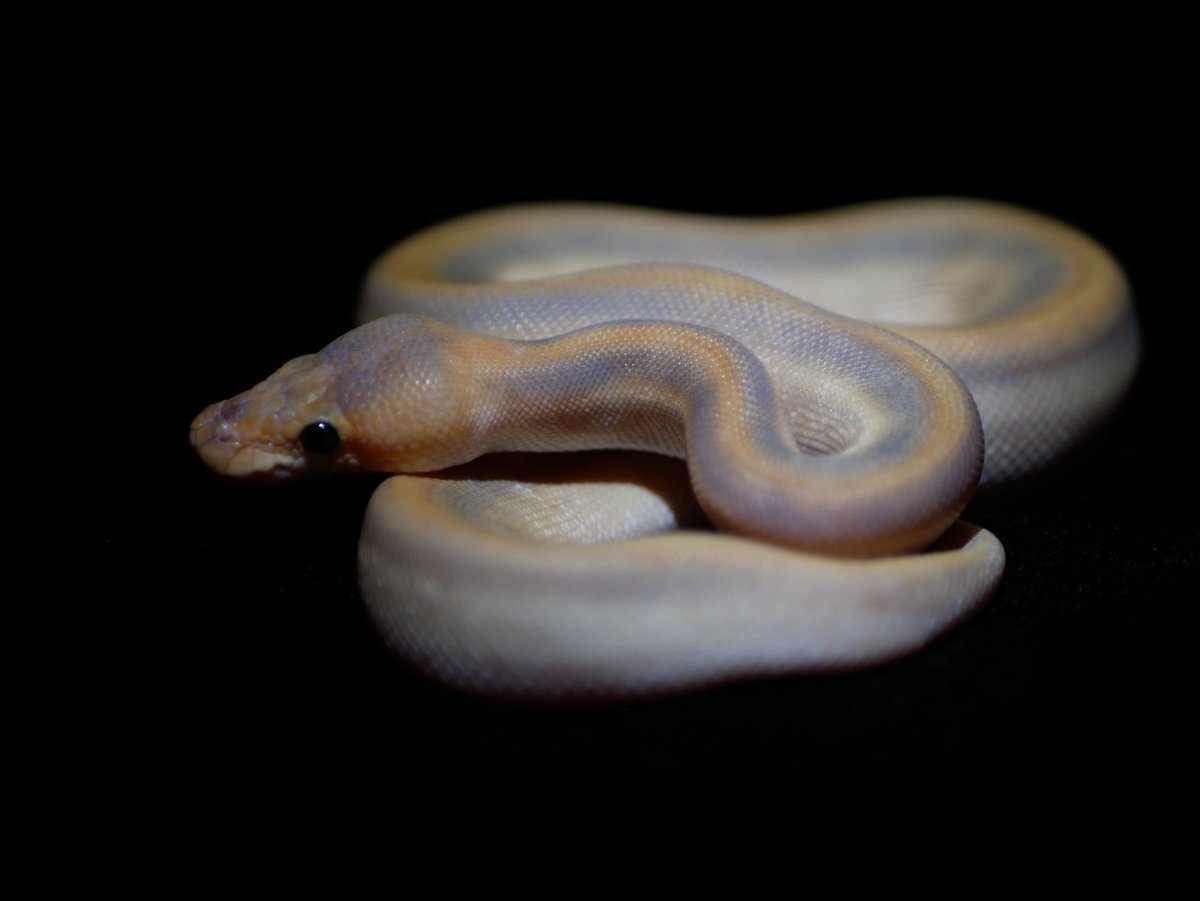 ball_het_python's tweet image. ・Pinstripe champagne ghost

@MMSnakeCOIL