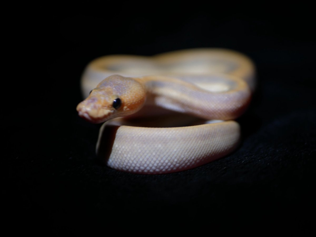 ball_het_python's tweet image. ・Pinstripe champagne ghost

@MMSnakeCOIL