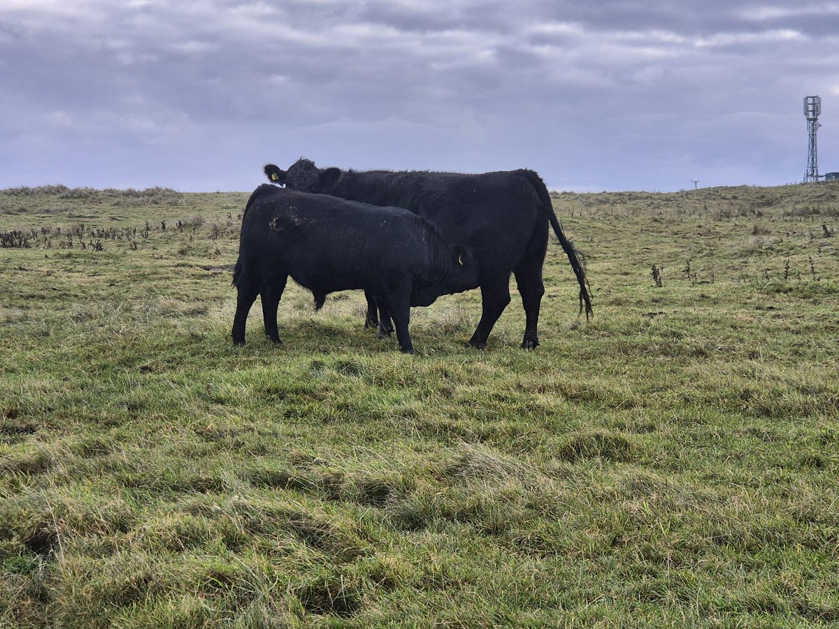 Weaning starts on Tuesday so time for a few autumn pairs photos.
Some nice calves around but time for them to get some nice grass and bales.
We find the cows are much more content after weaning as well.