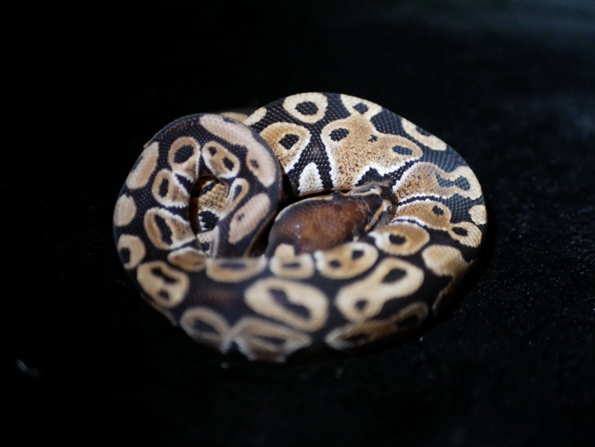 ball_het_python's tweet image. Noco Special

@vbp_ballpython @yukiya_vbp