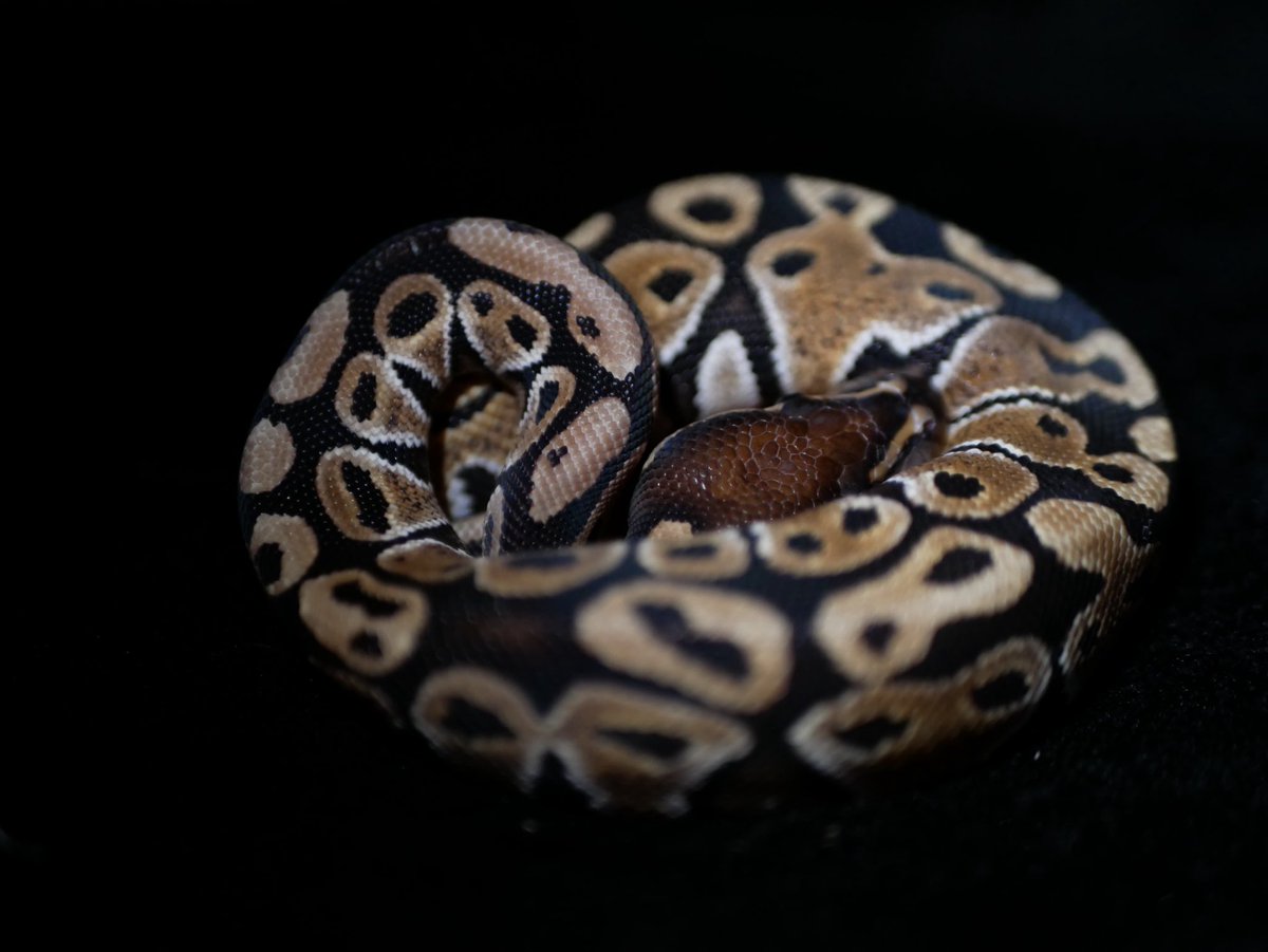 ball_het_python's tweet image. Noco Special

@vbp_ballpython @yukiya_vbp