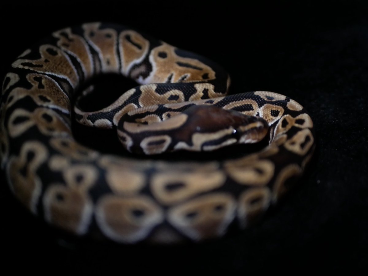 ball_het_python's tweet image. Noco Special

@vbp_ballpython @yukiya_vbp