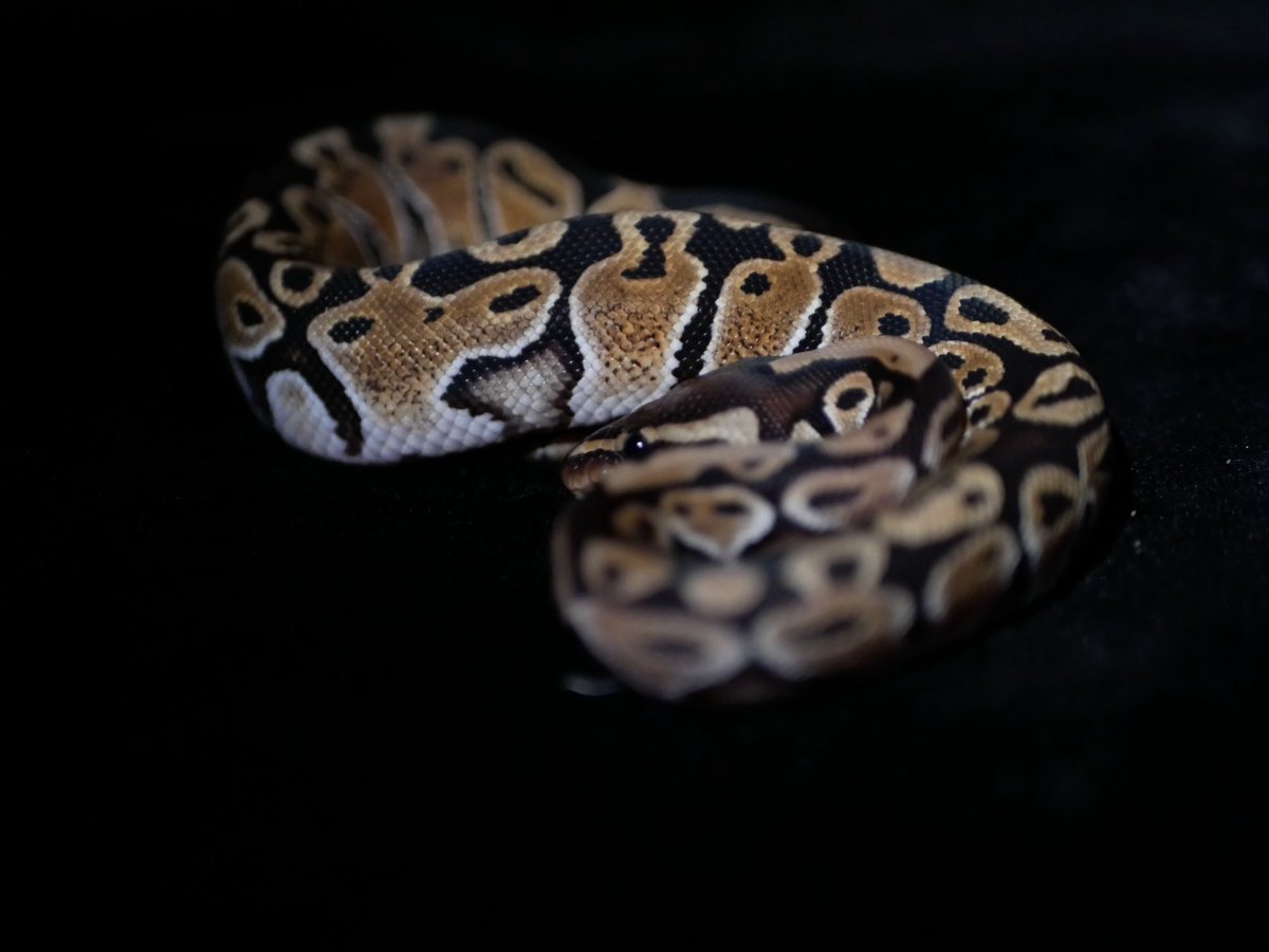 ball_het_python's tweet image. Noco Special

@vbp_ballpython @yukiya_vbp