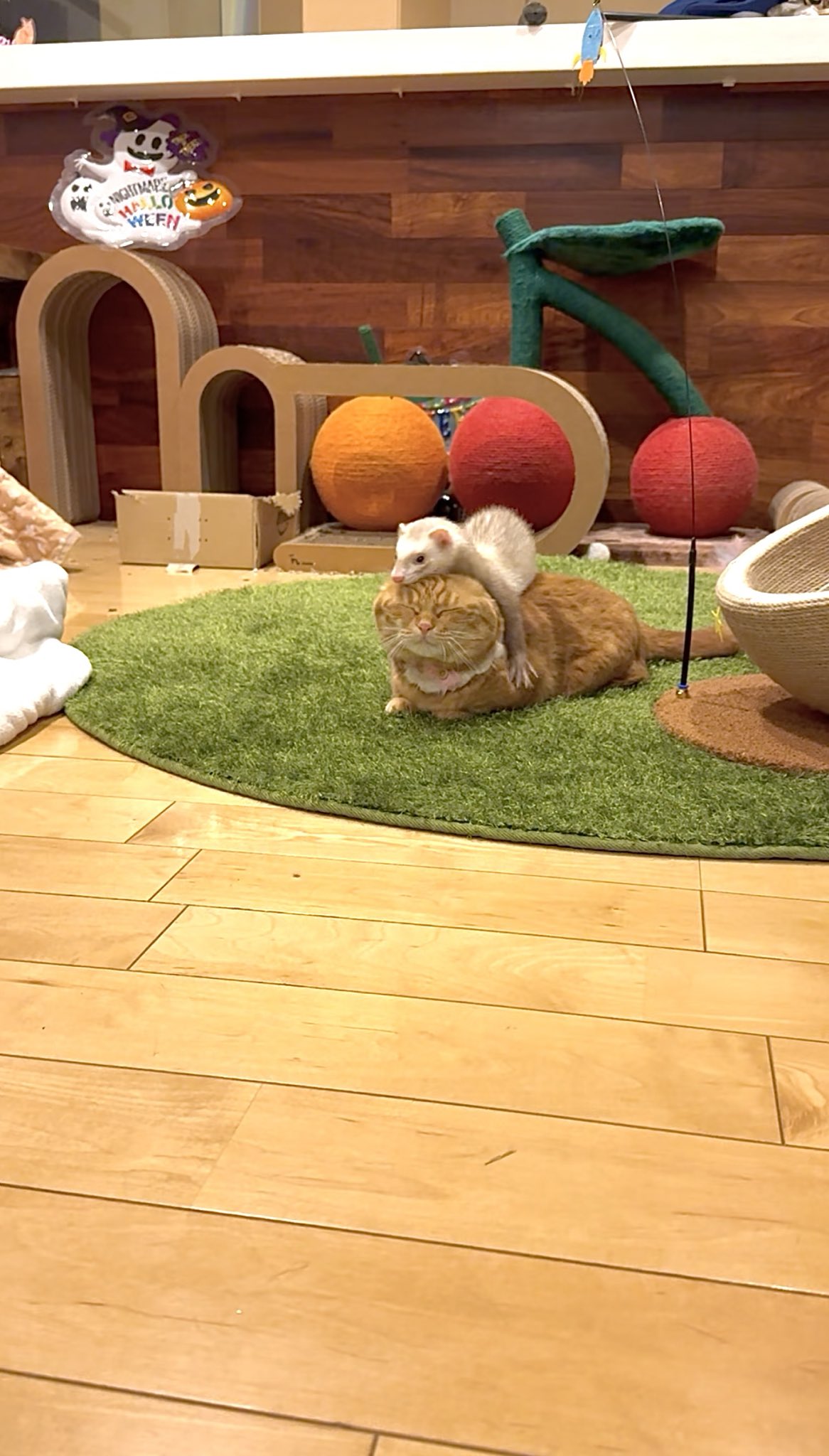 ひなこページ 短足マンチカン ひな子 （ねこ） (@hinako_munchkin) / X