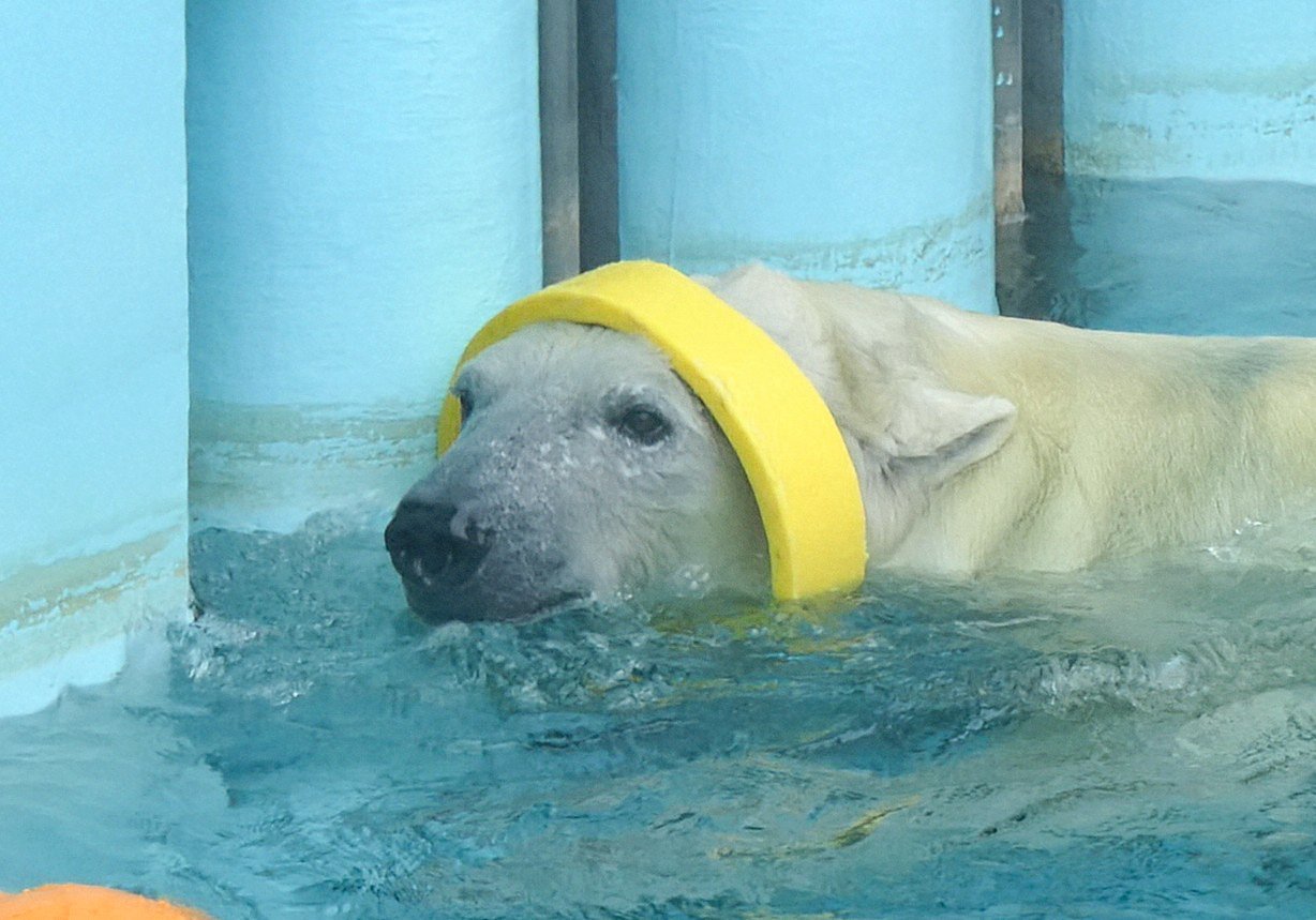 たらこページ みたらこ (@3tara5) / X