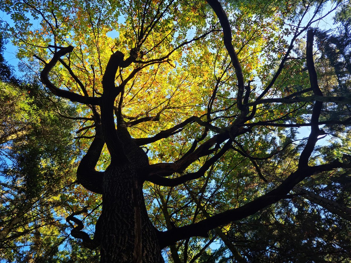 Afternoon at the forest