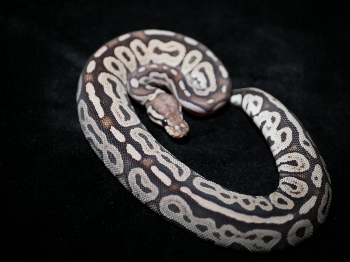 ball_het_python's tweet image. Super Green Pastel

@ManiacReptiles