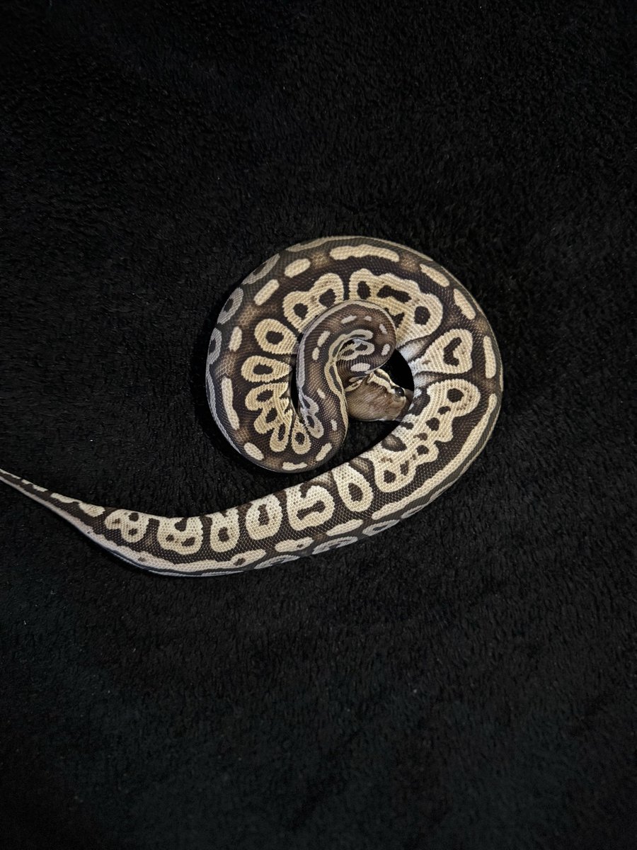 ball_het_python's tweet image. Super Green Pastel

@ManiacReptiles
