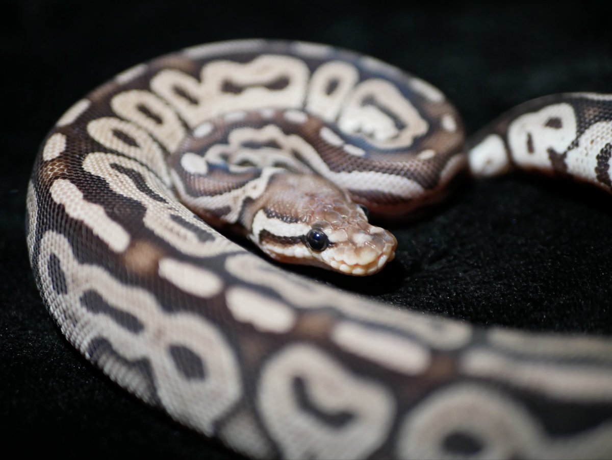 ball_het_python's tweet image. Super Green Pastel

@ManiacReptiles