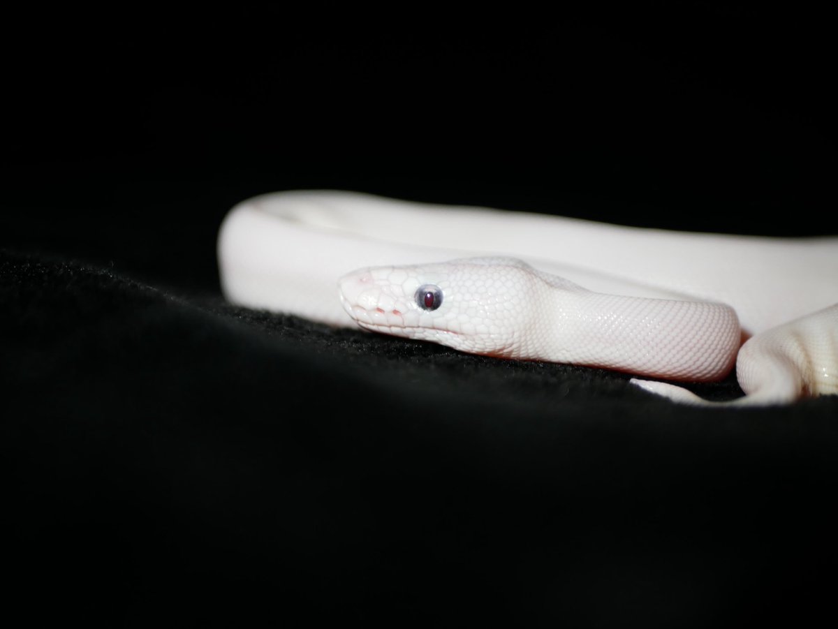 ball_het_python's tweet image. Terminator eye leucistic

@Ballpython_JP