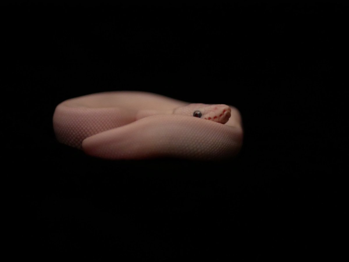 ball_het_python's tweet image. Terminator eye leucistic

@Ballpython_JP