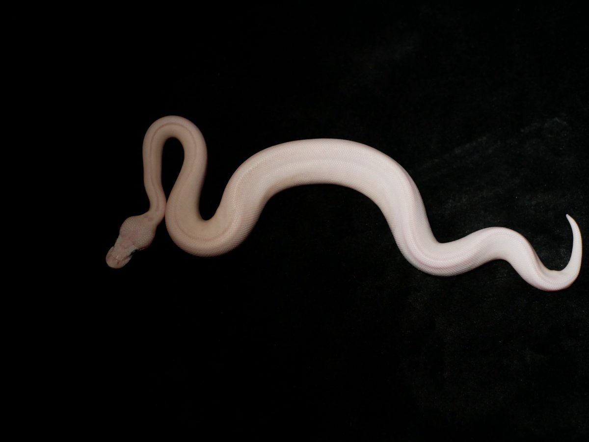 ball_het_python's tweet image. Terminator eye leucistic

@Ballpython_JP