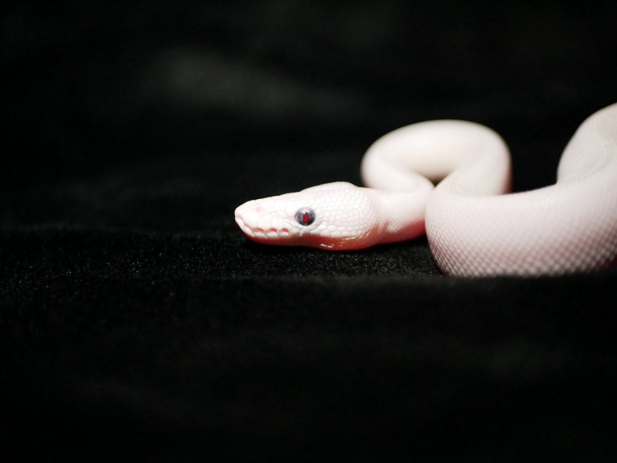 ball_het_python's tweet image. Terminator eye leucistic

@Ballpython_JP