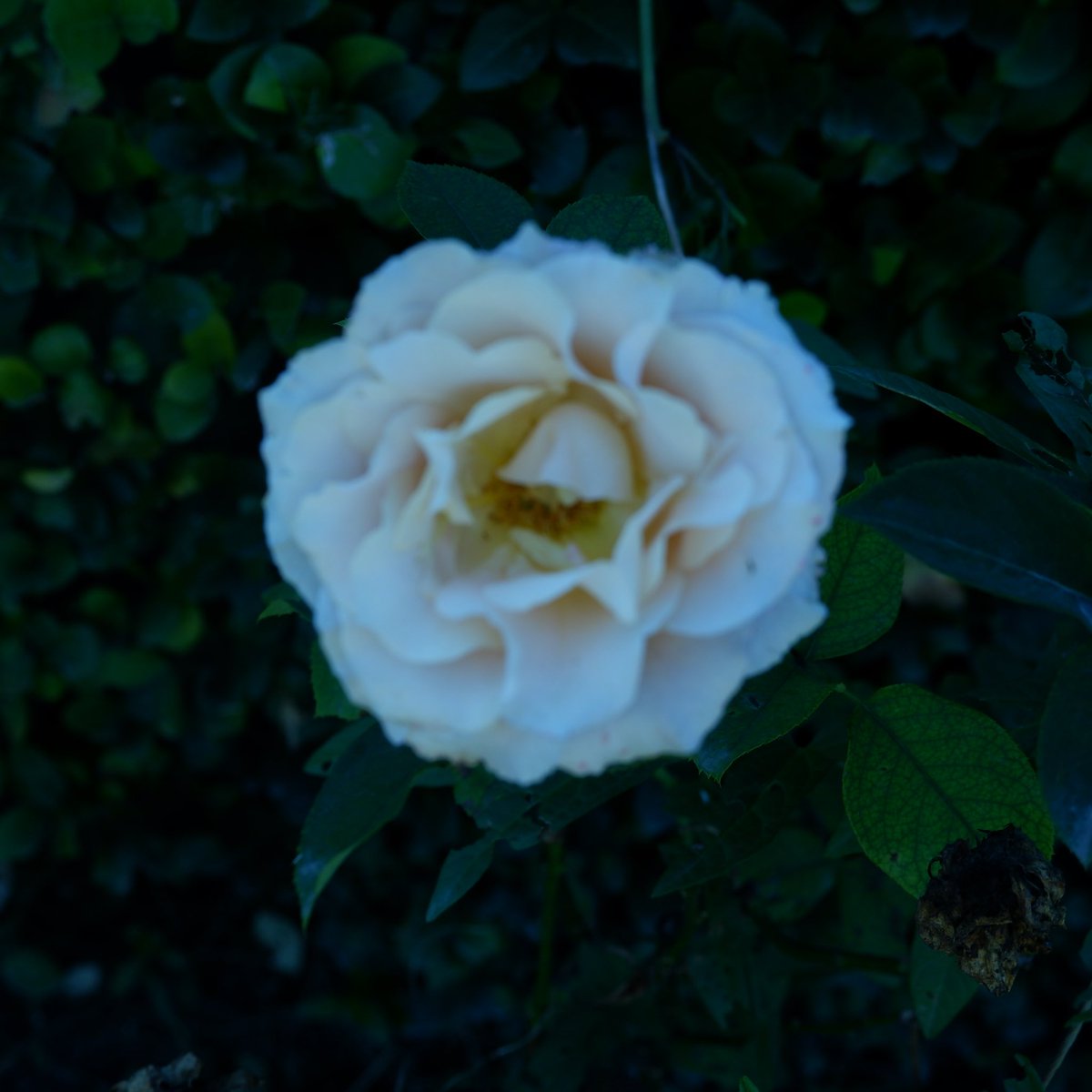 キラ·豚🐡 tweet media