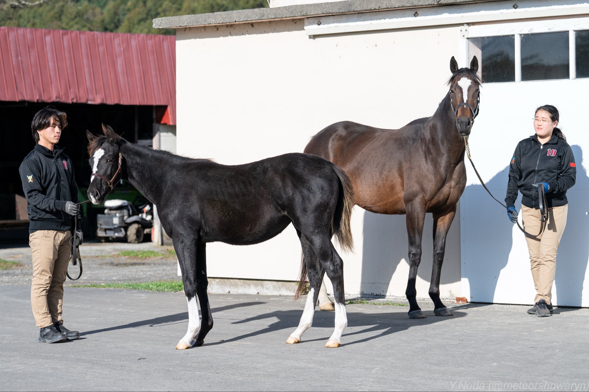 サトノダイヤモンド 新馬戦〜天皇賞・春 ２歳から４歳国内全１０戦現地単勝馬券 2025年最新】Yahoo!オークション -天皇賞(春)(終了したレースの
