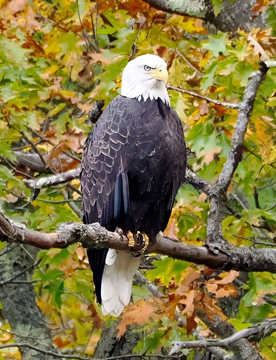 One of the fiercest-looking raptors--the Bald Eagle. Spotted fishing along the Deefield River in the Berkshires. Just after I took this shot, it flew off down the river. 🦅🦅🦅 #Eagle #Berkshires #birding