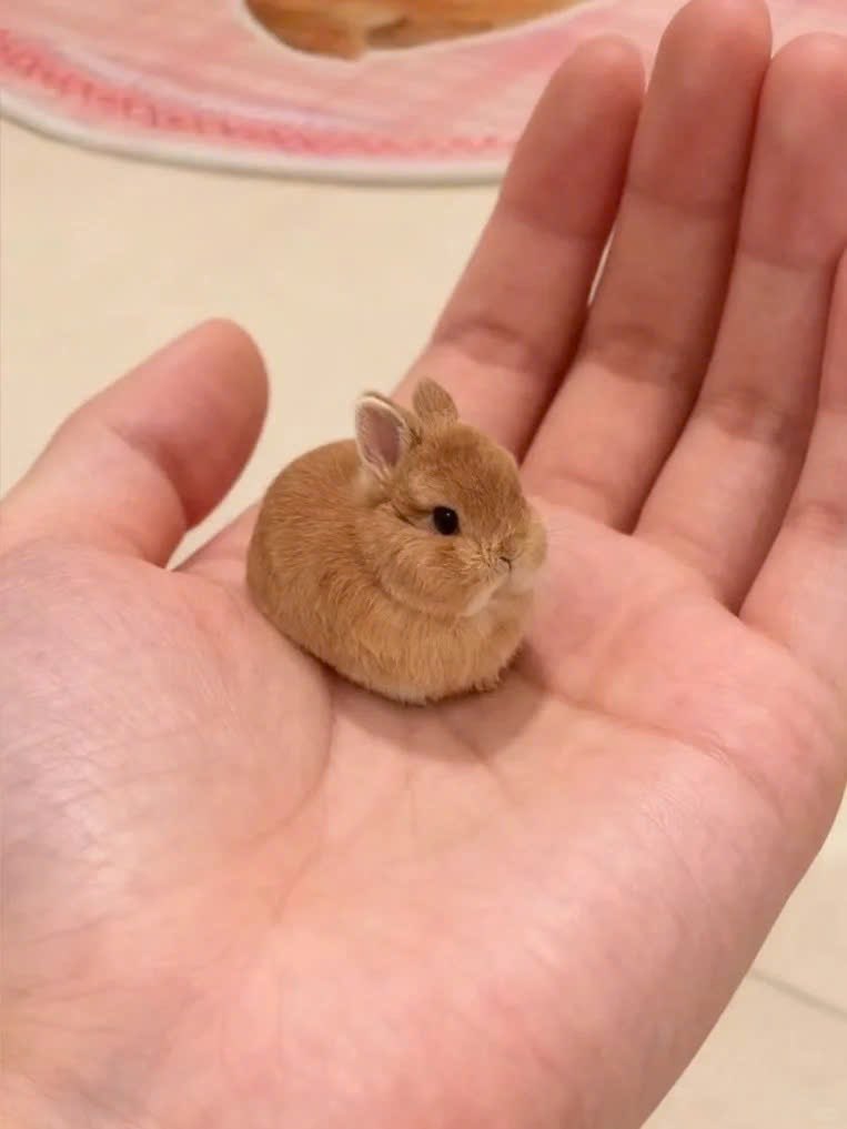 Why you should have a rabbit (@shouldhaverabit) on Twitter photo 