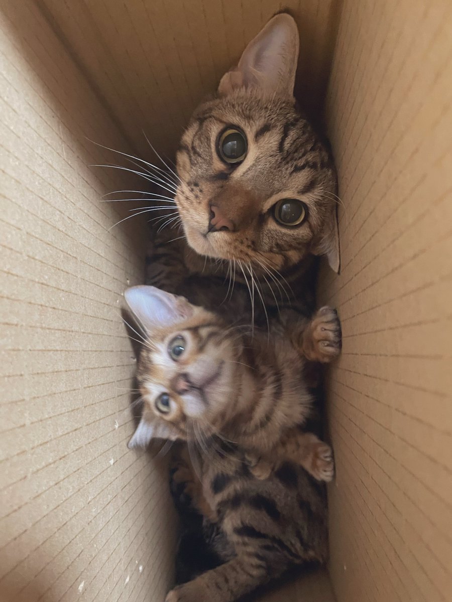 🐱🐱