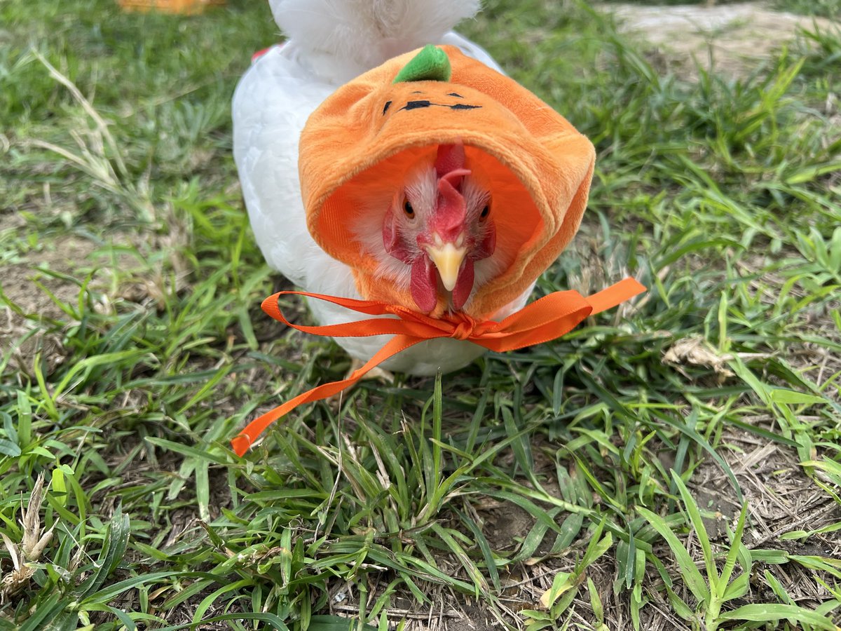 pipipimimimi3's tweet image. うにちゃん🐔

今日はひので屋さんのハロウィンイベントに行ってきたわよ〜

カボチャのお化けに仮装したわよ〜

メダカくじ引いたり、ひでやくんに沢山虫を頂いたわ〜

素晴らしい1日だったわ〜

 #チャボ
 #にわとり
 #ひので屋