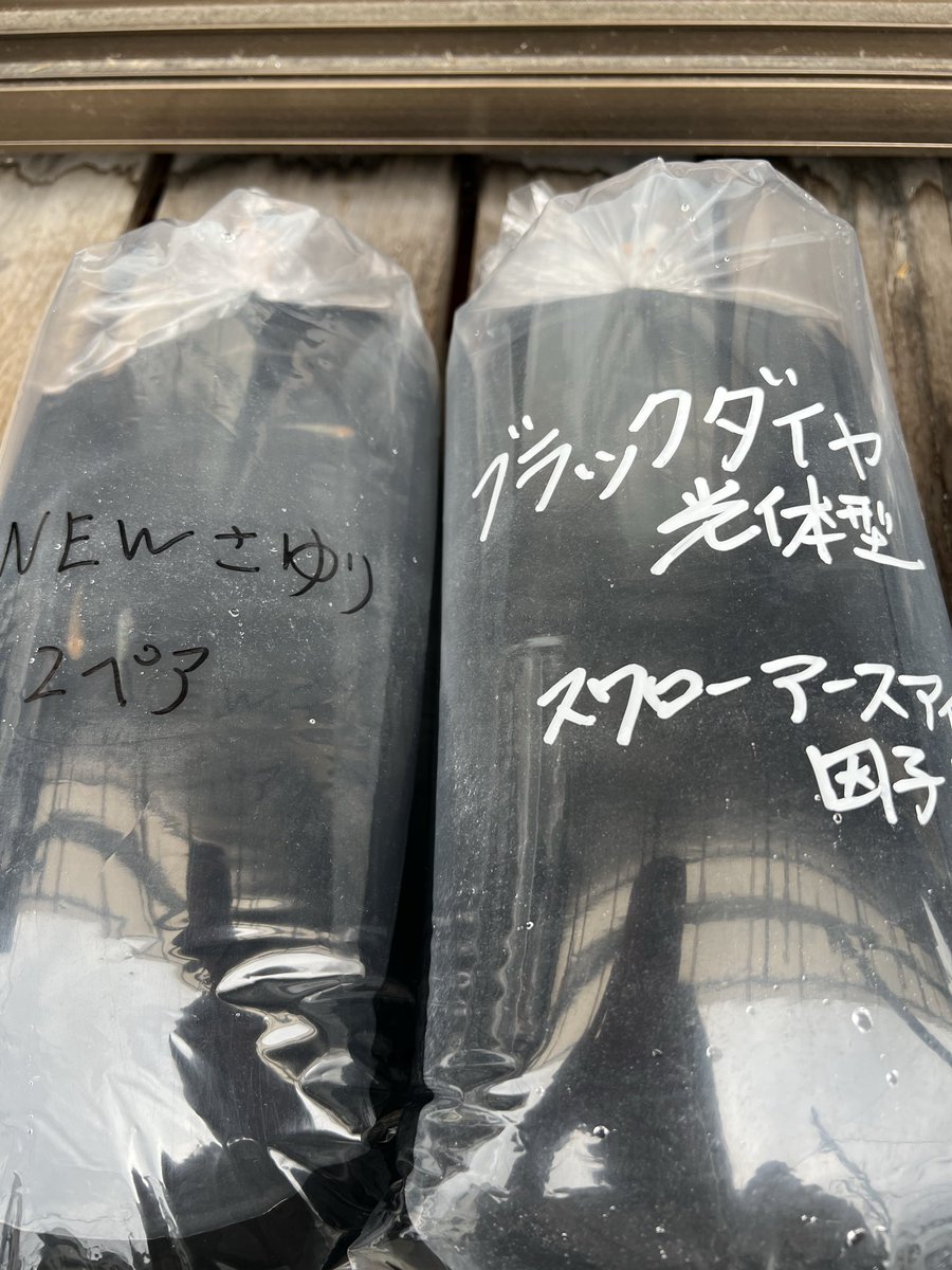 pipipimimimi3's tweet image. うにちゃん🐔

今日はひので屋さんのハロウィンイベントに行ってきたわよ〜

カボチャのお化けに仮装したわよ〜

メダカくじ引いたり、ひでやくんに沢山虫を頂いたわ〜

素晴らしい1日だったわ〜

 #チャボ
 #にわとり
 #ひので屋