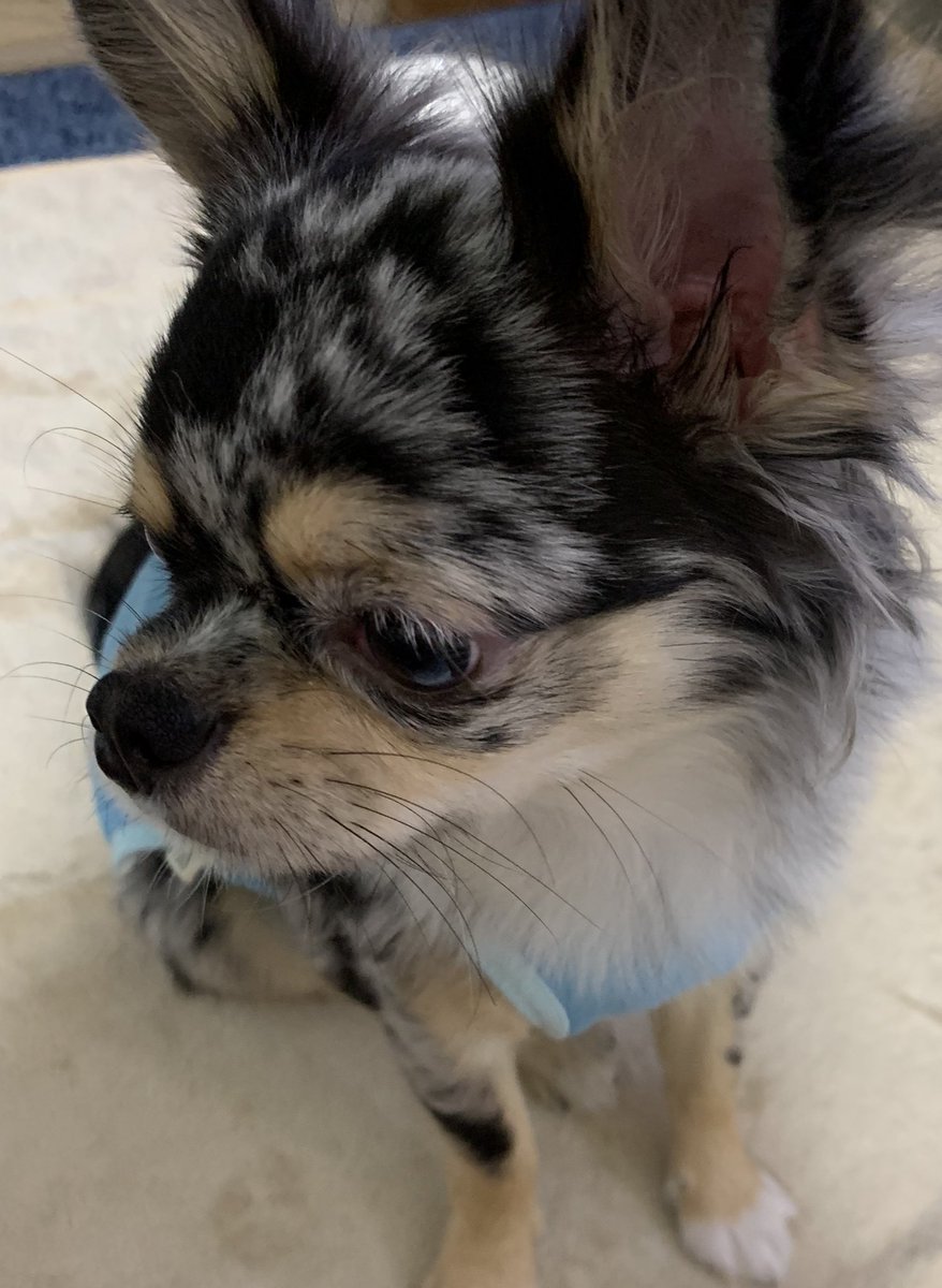 なかなかのイケメンに撮れたんでないかい？(笑)
あんま天気良くないけど°ʚ☁️ɞ°
本日もかまっていただけると嬉しい🐾✨🐾✨