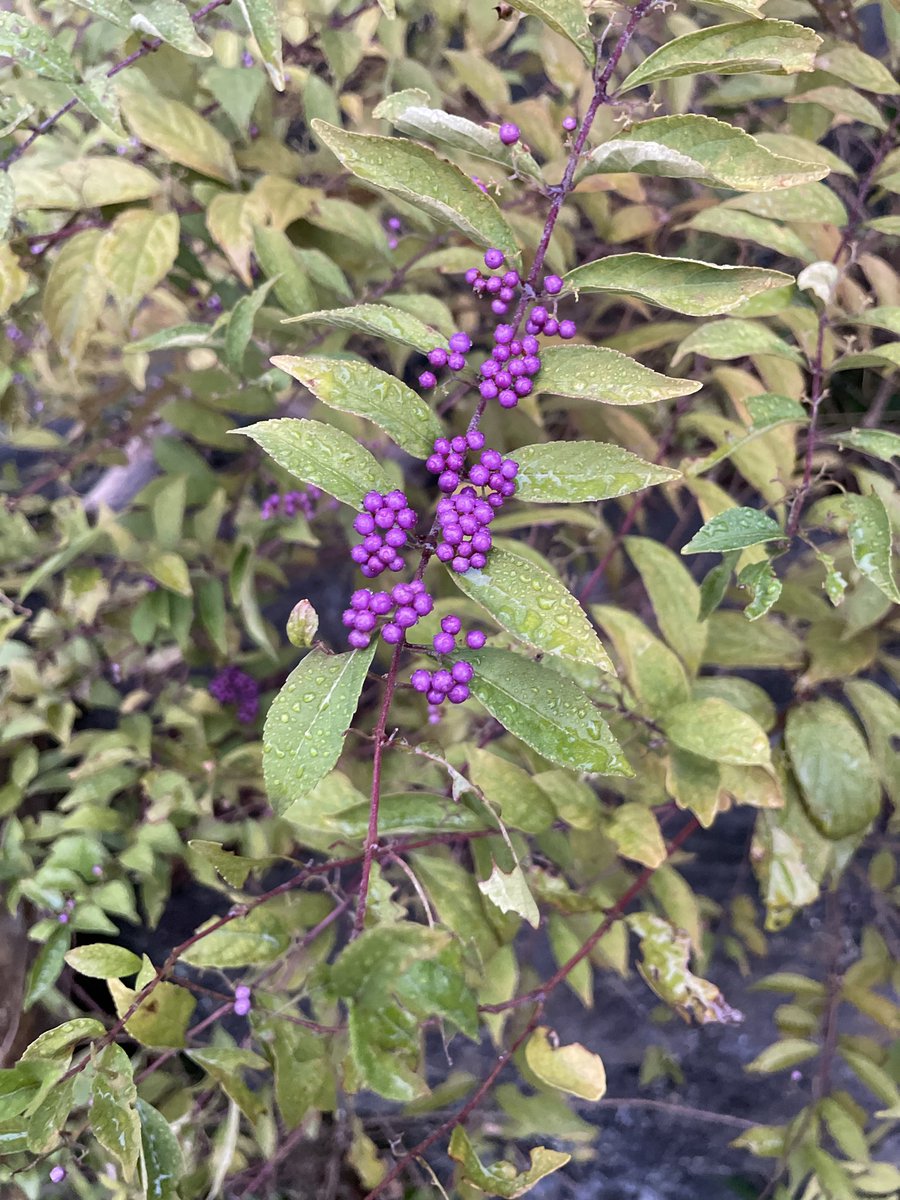 ้จๆฃฎ tweet media