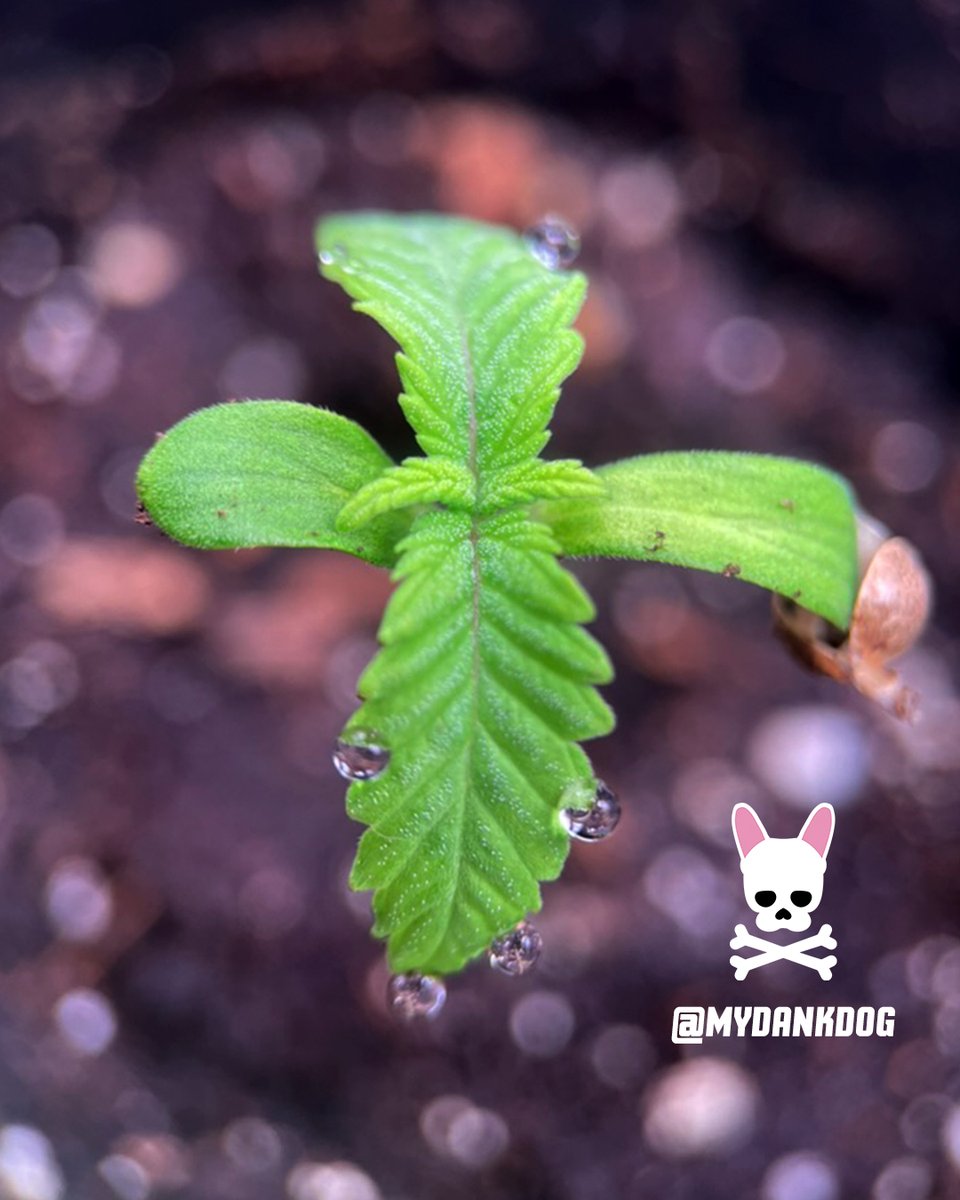 Terpyz Mutant Genetics, Neon Wasabii, feminized photoperiod.
<a href="/VIVOSUN/">Vivosun.official</a> <a href="/TerpyzGenetics/">TERPYZ MUTANT GENETICS</a>
#growyourown #mutant #lovewhatyougrow #photoperiod