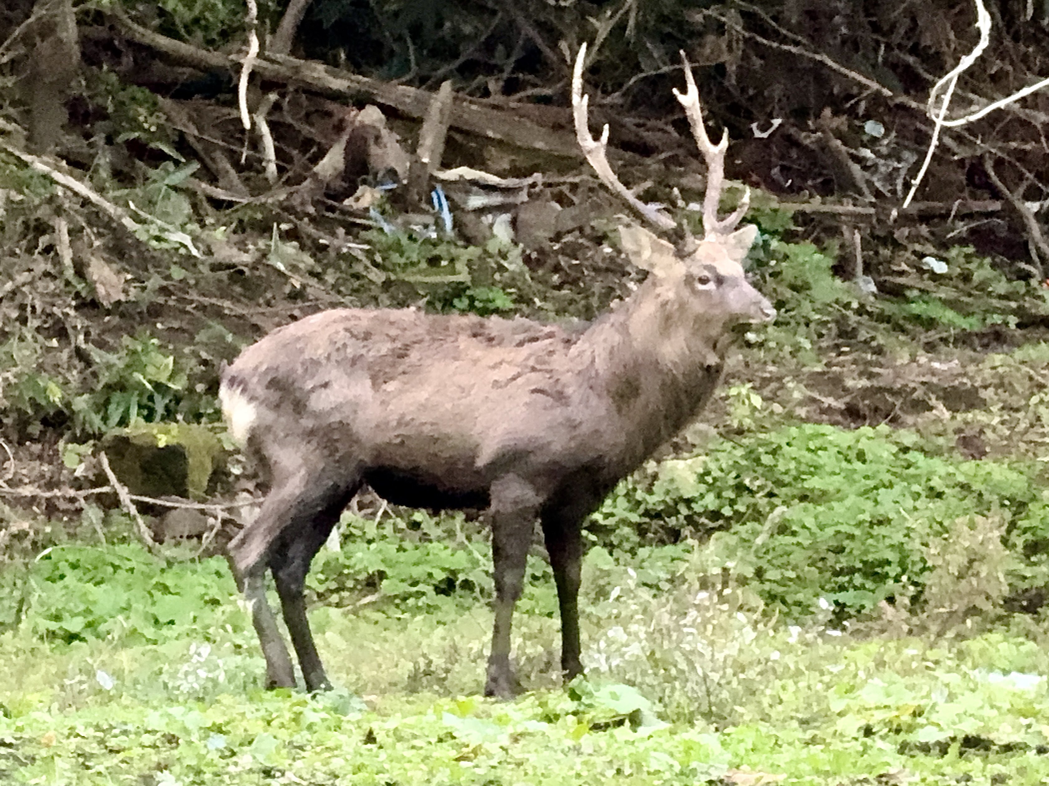 エゾ鹿の角まとめて約8キロ 超大型 鹿の角 エゾシカ［7］
