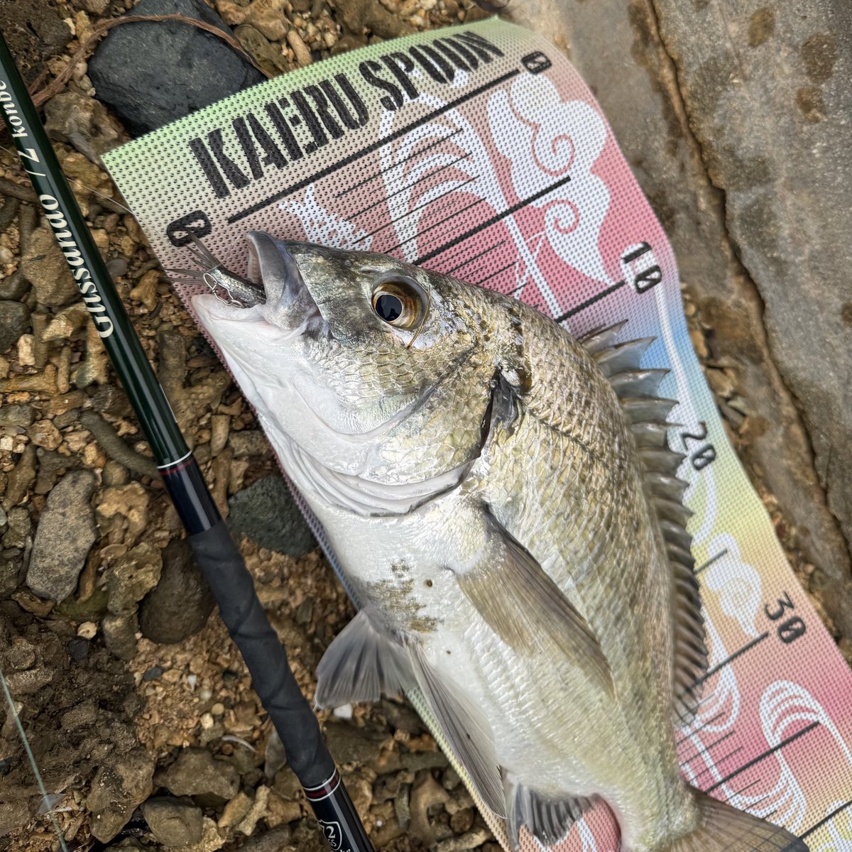 ③宮城県内採集　刺突具　3点 ③宮城県内採集 刺突具 3点 ③宮城県内採集 刺突具 3点