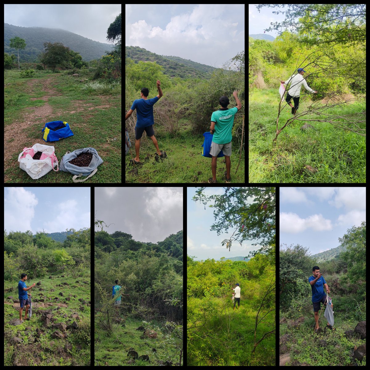PPPsince2017__'s tweet photo. Green Diwali 🌱🌱🌱

Day8:
We have sown 15 kg of tamarind seeds today at Saruvamalai hills.
With this we have sown total 400 kgs of Tamarind seeds this Monsoon. 

#pattikadupasumaipattarai
 #Saruvamalai #Tamarind #Seeds https://t.co/is2pkzai7U