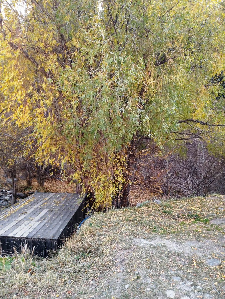 zov_moroz's tweet image. Осенняя осень у нас, красота и обещают тепло до конца октября, днём около + 20 #Алматы