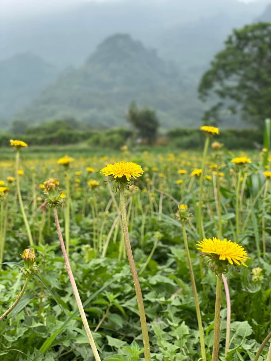 🌿 CẢI TRỜI &amp; TUYẾN GIÁP

Tuyến giáp là một tuyến nội tiết nhỏ nằm ở trước cổ nhưng có vai trò rất lớn trong việc điều hòa chuyển hoá, năng lượng, nhịp tim, thân nhiệt và cảm xúc. Khi tuyến giáp rối loạn, dù là suy giáp hay cường giáp nguyên nhân sâu xa