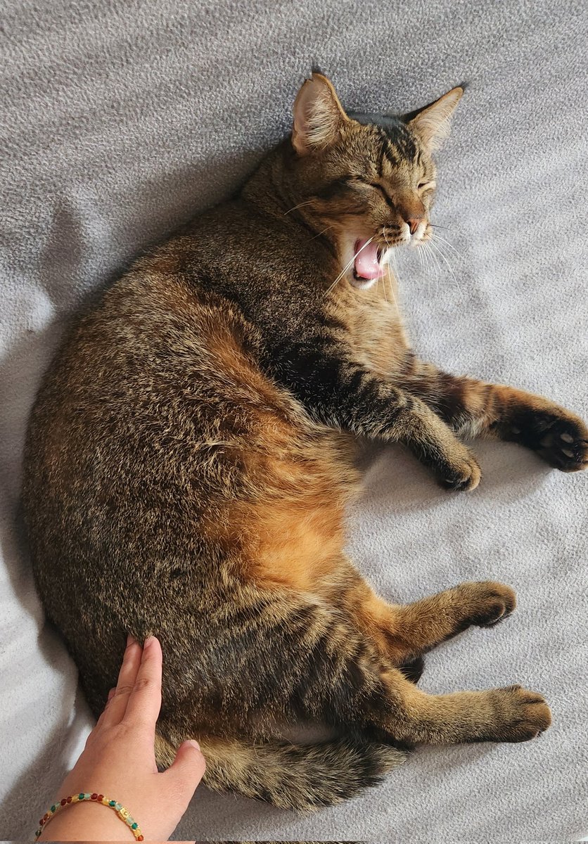 An ex-stray cat with urinary problem that is now in my care.