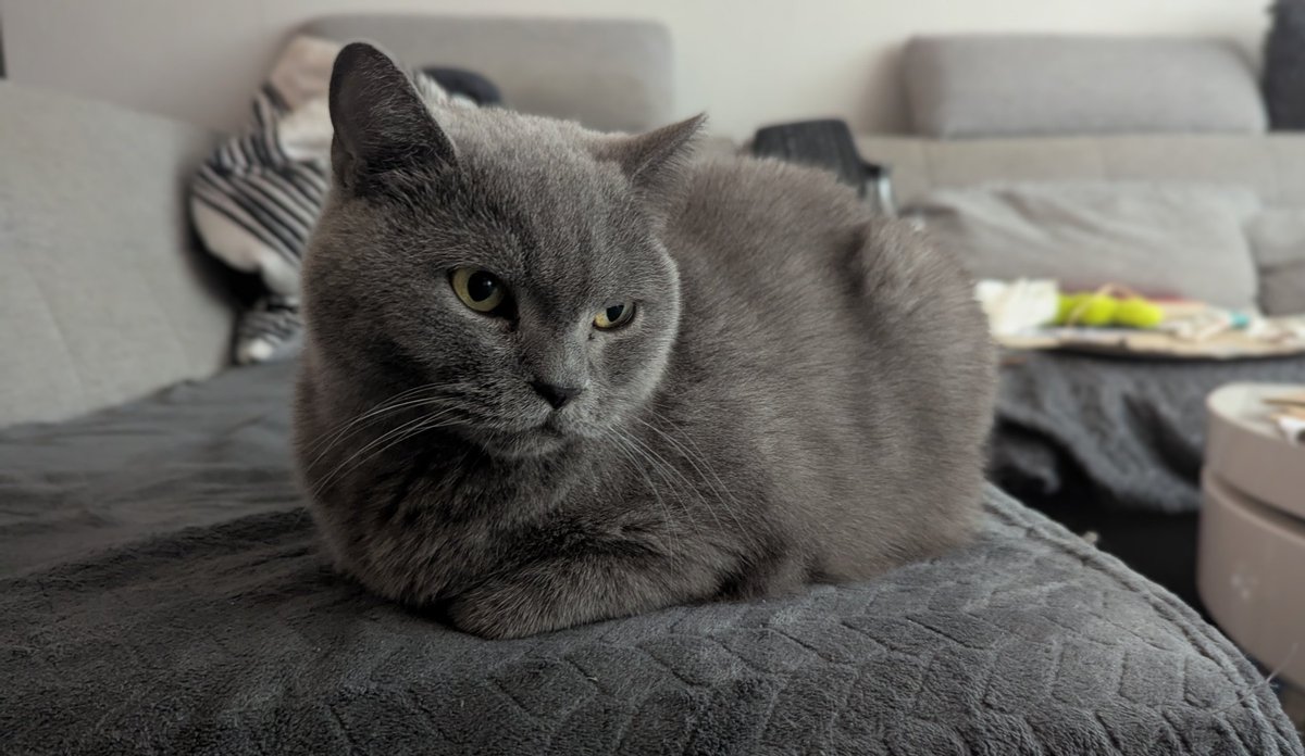 Chris Heilinger (@chris_heilinger) on Twitter photo First, chill out here comfortably. Then relax some more later. ๐น๐โโฌ๐ค๐พ
#Kiro #cat First, chill out here comfortably. Then relax some more later. ๐น๐โโฌ๐ค๐พ
#Kiro #cat