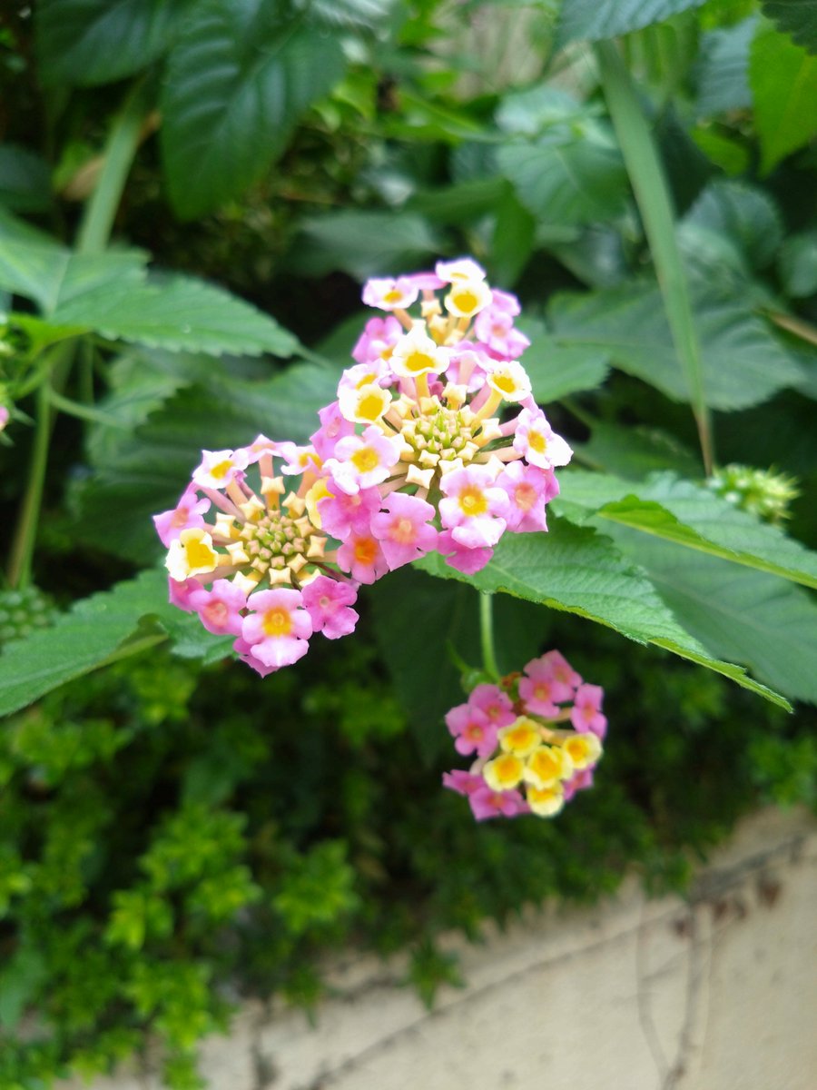 ❤富咲アイリス358✴︎808✴︎888さま❤EnergyWork❤✨ ❤富咲アイリス358✴︎808✴︎888さま❤EnergyWork❤✨ Vivid