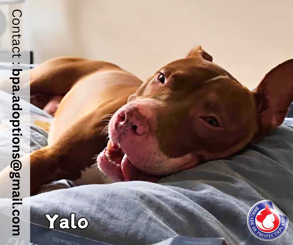 ❣️À L’ADOPTION❣️
🐶 Yalo - 1 an 1/2

Yalo est un magnifique croisé Terrier Labrador (non catégorisé - diagnose de race effectué) de 28 kilos d’amour et d’énergie positive 🥰

Fidèle à sa race, il est affectueux et fidèle !
Sa famille d’accueil le décrit comme un véritable rayon