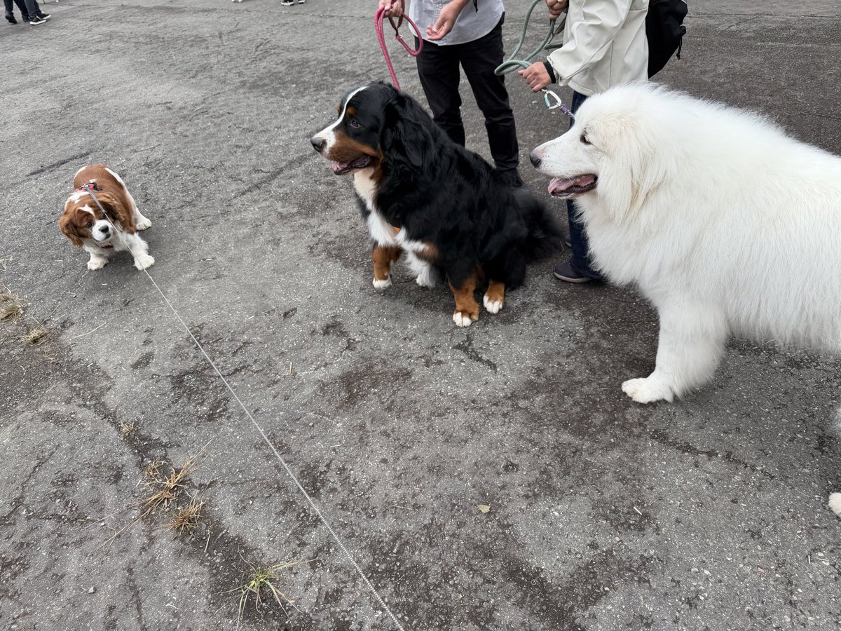hachibe_dado's tweet photo. スキー場で「わん！フェス」があって行ってきたじょ。たくさんの🐶ちゃんたちと会ったじょー。はちすけ🐶小さーーい⁉️😆 https://t.co/antjeSBulX