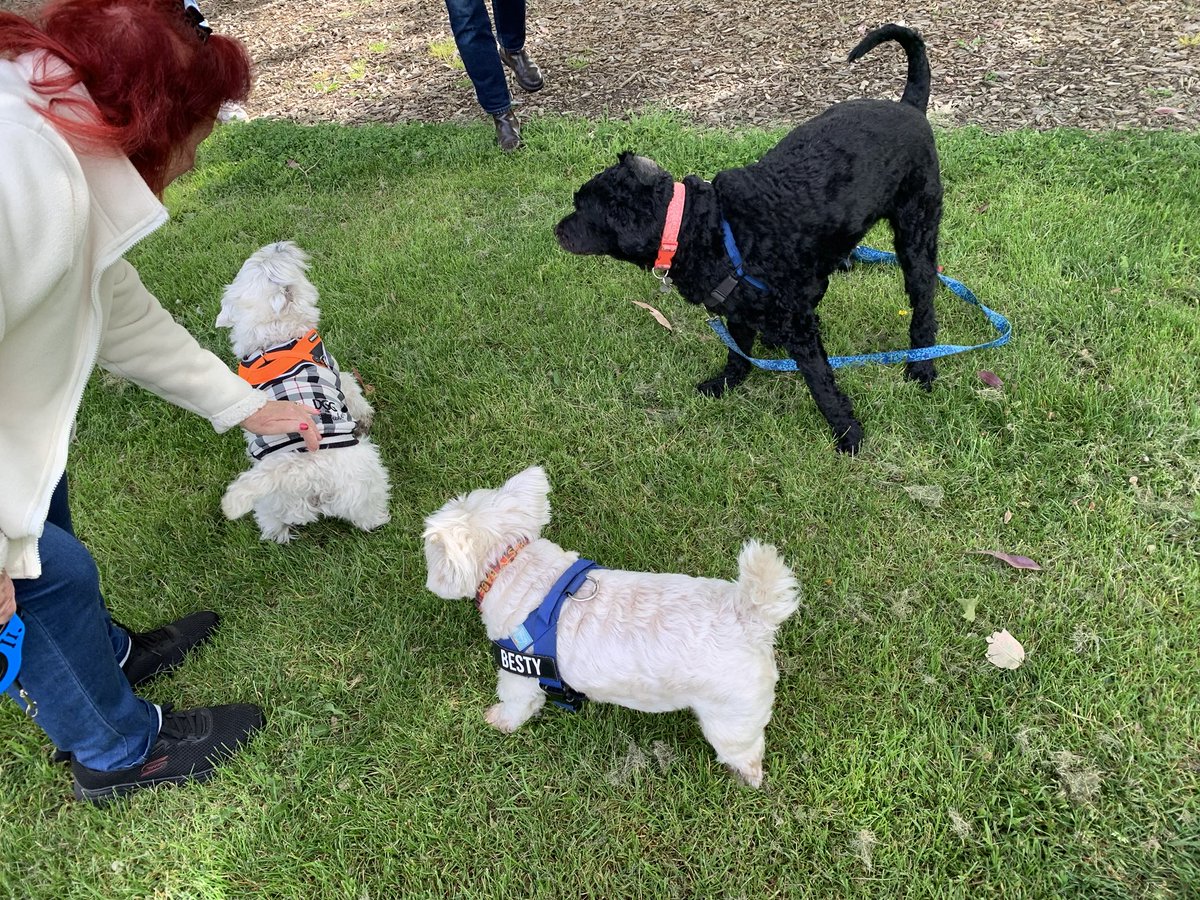 Sunday in the park with Rory the “other” westie and Charlie lab❤️❤️❤️
