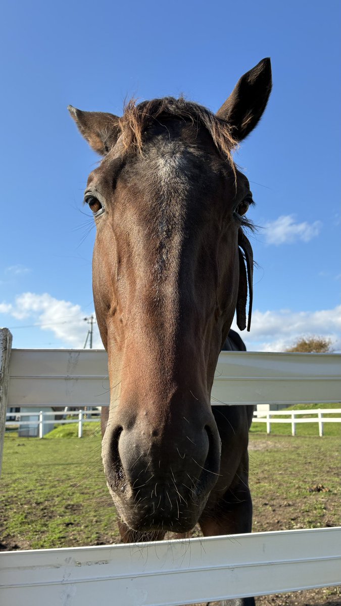 ふれい⚓️🏇 on X