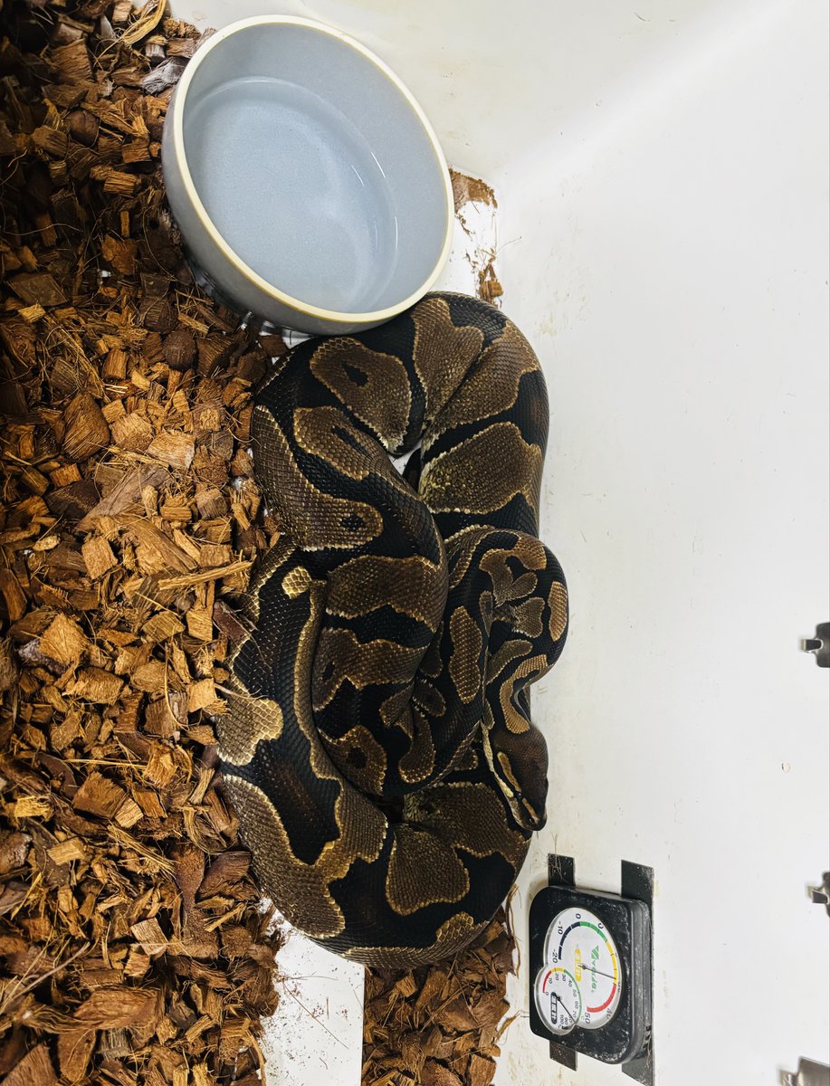choco_python's tweet image. ãããŠâïžðãã§ã³ã§ãðž
仿¥ã®å€ã¯ä»ããšãã
ããšãªããã§ãð
æéŠã«å·»ããŠð·æ®ããããããã©äžã
éãããŠçæã§ã¯æããŸããð