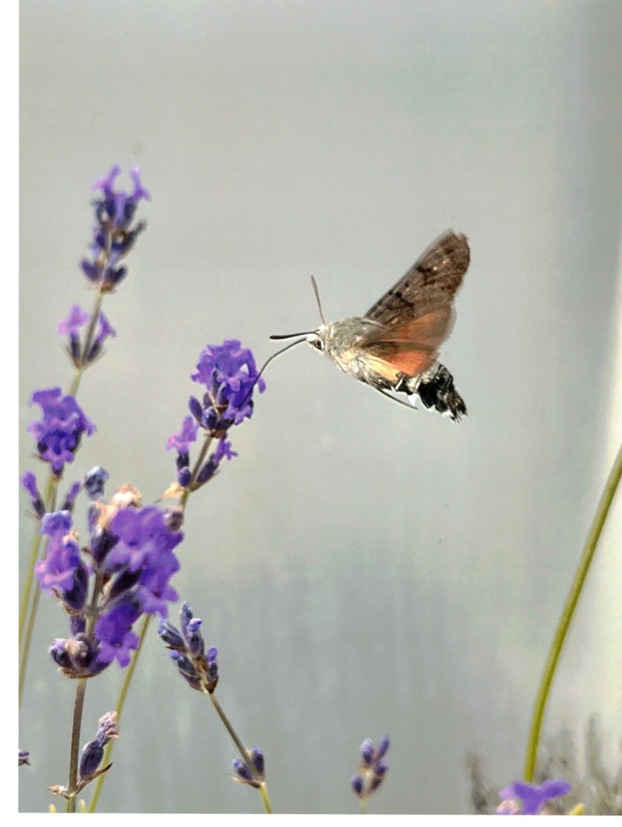 As we received no junior entries for our 2025 photography competition, a challenge for the under 18s to have their photo as the cover image on our social channels. To enter post a landscape image as a reply to this post👇 (parents/grandparents can submit your behalf). 📷J Davey