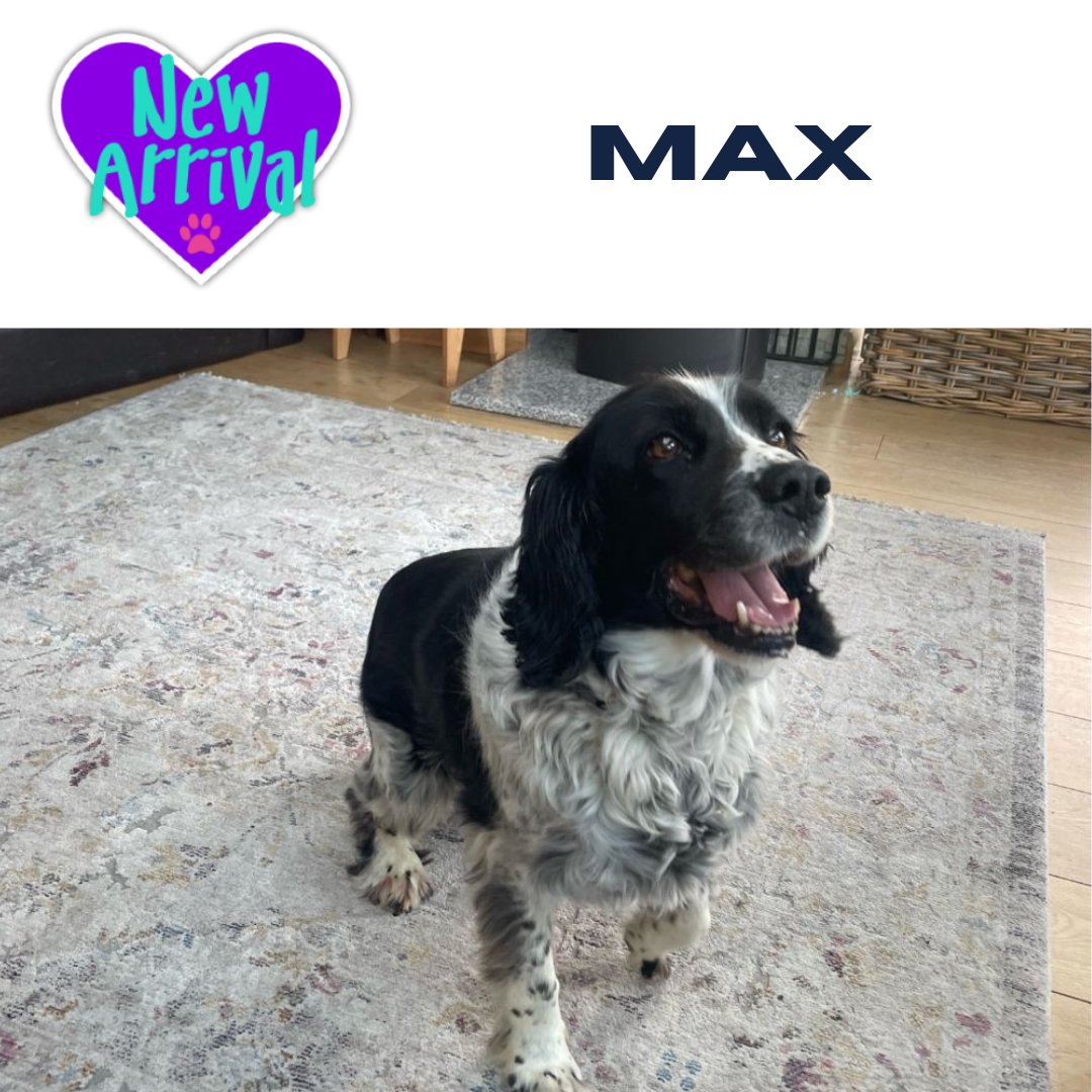 AlmostHome_Dog's tweet image. New arrival #Spaniel Max almosthome.dog #NorthWales #RescueDog #dogrescue