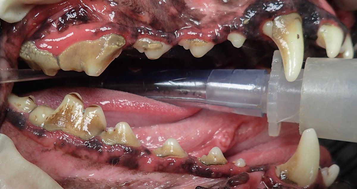remibazy's tweet photo. “Nobody sees us on Google Maps.”

1. Post 1 Google Maps update/week.
2. Rotate themes: “Imagine it was your teeth?” → Parasite prevention → Lepto alert.
3. Use raw photos linked to the subject. https://t.co/nTf1AExOkz