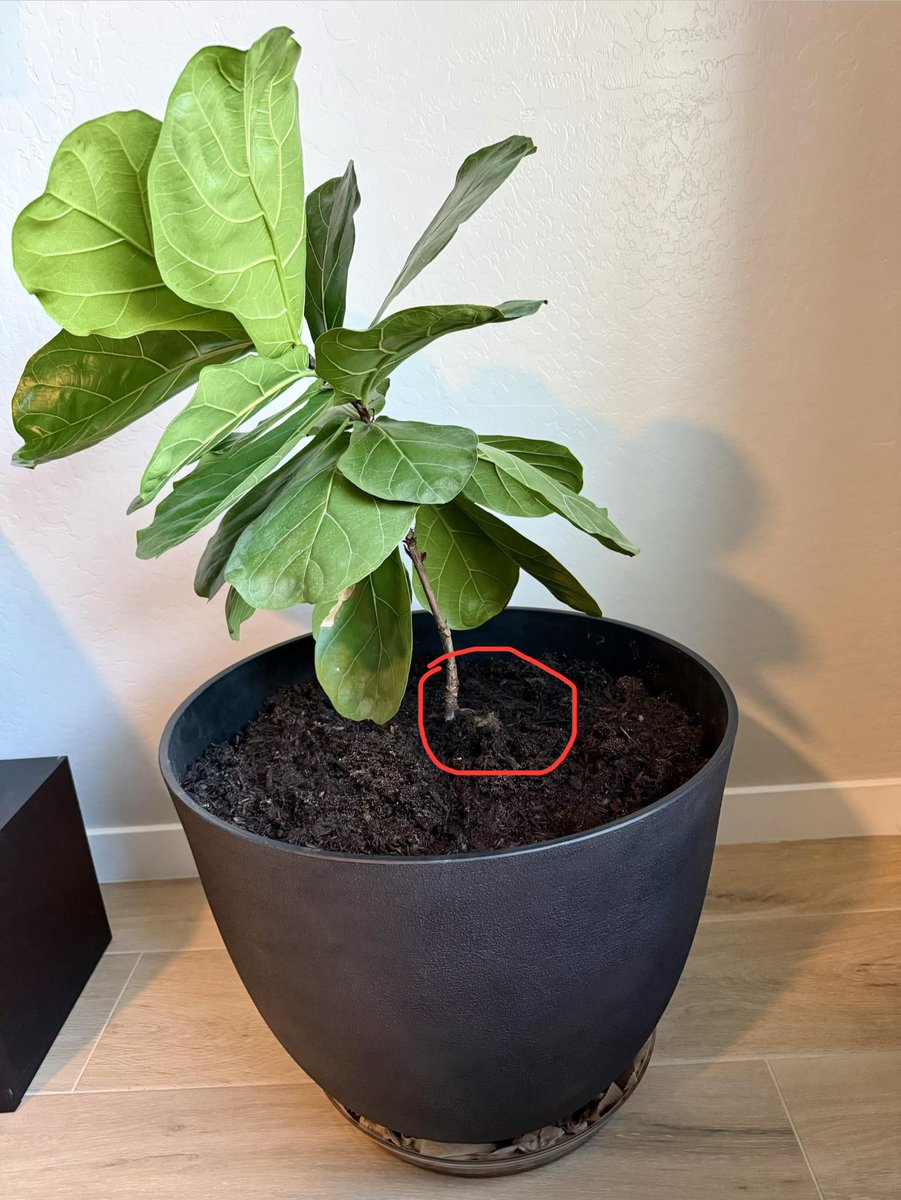 AllForGardening's tweet image. Repotted today, should I cover the circled area with soil? It was ...
 
allforgardening.com/1481533/repott…
 
#FicusLyrata #FiddleLeafFig